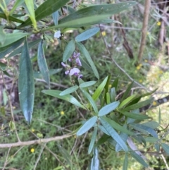 Glycine clandestina at Bungonia, NSW - 11 Apr 2022