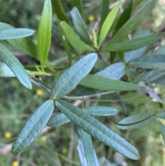 Glycine clandestina at Bungonia, NSW - 11 Apr 2022