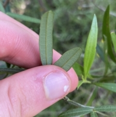 Glycine clandestina at Bungonia, NSW - 11 Apr 2022