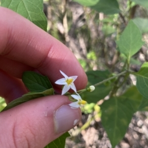 Solanum nigrum at Bungonia, NSW - 11 Apr 2022