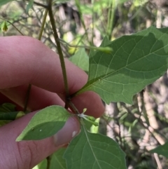 Solanum nigrum at Bungonia, NSW - 11 Apr 2022