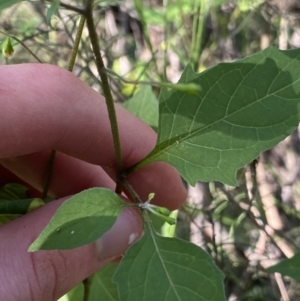 Solanum nigrum at Bungonia, NSW - 11 Apr 2022