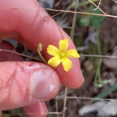 Oxalis sp. (Wood Sorrel) at Bungonia, NSW - 11 Apr 2022 by Ned_Johnston