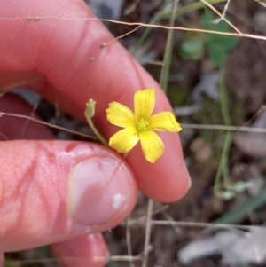 Oxalis sp. at Bungonia, NSW - 11 Apr 2022