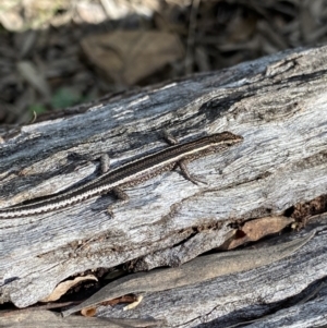 Cryptoblepharus pulcher at Bungonia, NSW - 11 Apr 2022 02:22 PM