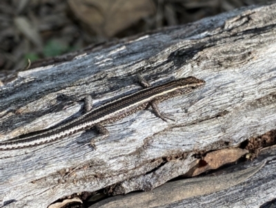 Cryptoblepharus pulcher (Fence Skink) at Bungonia, NSW - 11 Apr 2022 by NedJohnston