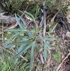 Brachychiton populneus at Bungonia, NSW - 11 Apr 2022