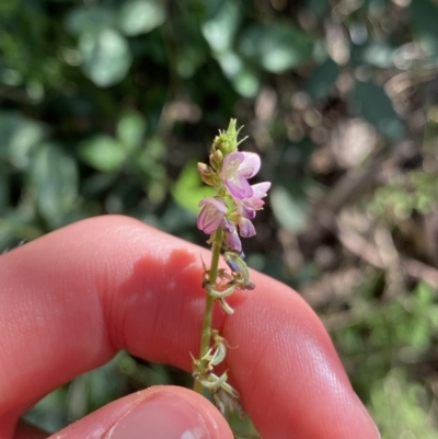 Oxytes brachypoda (Large Tick-trefoil) at Bungonia, NSW - 11 Apr 2022 by Ned_Johnston