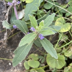 Ajuga australis at Bungonia, NSW - 11 Apr 2022