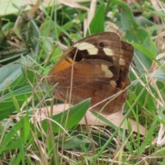 Heteronympha merope (Common Brown Butterfly) at Fyshwick, ACT - 11 Apr 2022 by RodDeb