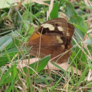 Heteronympha merope at Fyshwick, ACT - 11 Apr 2022 01:05 PM