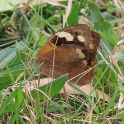 Heteronympha merope (Common Brown Butterfly) at Jerrabomberra Wetlands - 11 Apr 2022 by RodDeb