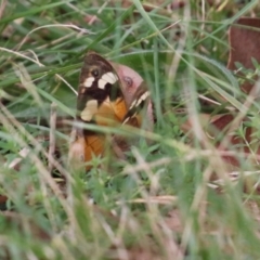 Heteronympha merope at Fyshwick, ACT - 11 Apr 2022 01:05 PM