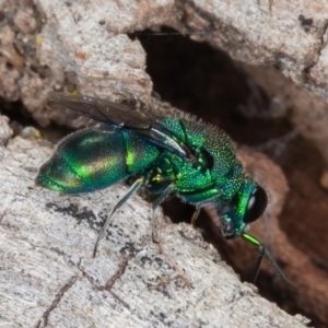 Primeuchroeus sp. (genus) at Callum Brae - 10 Apr 2022