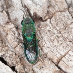 Primeuchroeus sp. (genus) at Callum Brae - 10 Apr 2022 12:00 PM