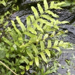 Blechnum minus (Soft Water Fern) at Cotter River, ACT - 11 Apr 2022 by JaneR