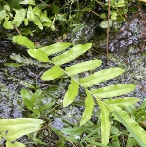 Blechnum minus at Cotter River, ACT - 11 Apr 2022