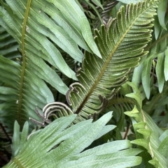 Blechnum nudum (Fishbone Water Fern) at Lower Cotter Catchment - 11 Apr 2022 by JaneR