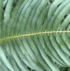 Blechnum nudum at Cotter River, ACT - 11 Apr 2022