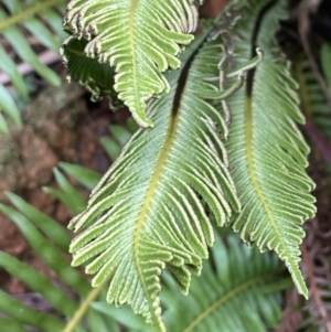 Blechnum nudum at Cotter River, ACT - 11 Apr 2022