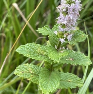 Mentha spicata at Cotter River, ACT - 11 Apr 2022