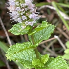 Mentha spicata at Cotter River, ACT - 11 Apr 2022