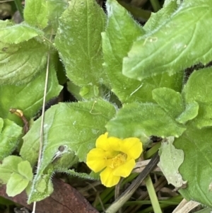 Erythranthe moschata at Cotter River, ACT - 11 Apr 2022