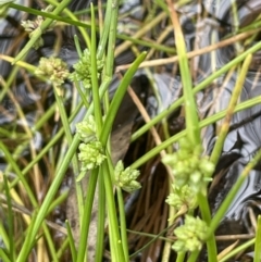 Isolepis gaudichaudiana (Benambra Club-sedge) at Lower Cotter Catchment - 11 Apr 2022 by JaneR