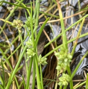 Isolepis gaudichaudiana at Cotter River, ACT - 11 Apr 2022