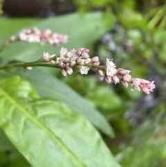 Persicaria decipiens (Slender Knotweed) at Cotter River, ACT - 11 Apr 2022 by JaneR