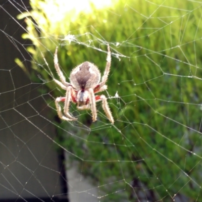 Hortophora biapicata (Orb-weaving Spider) at Hawker, ACT - 10 Apr 2022 by sangio7