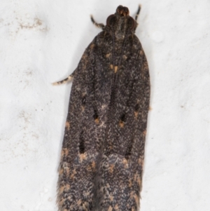 Ardozyga undescribed species near deltodes at Melba, ACT - 1 Mar 2022 11:10 PM