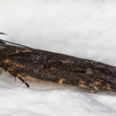 Ardozyga undescribed species near deltodes at Melba, ACT - 1 Mar 2022