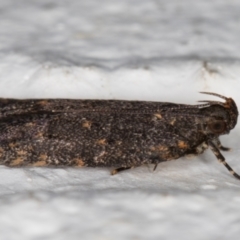 Ardozyga undescribed species near deltodes at Melba, ACT - 1 Mar 2022 11:10 PM