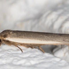 Scoliacma nana (Diminutive Footman) at Melba, ACT - 1 Mar 2022 by kasiaaus