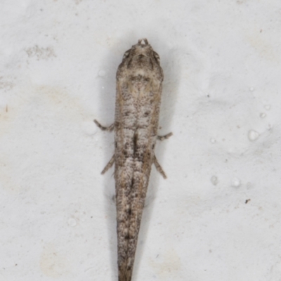 Epermenia exilis (Shark Moth (family Epermeniidae)) at Melba, ACT - 1 Mar 2022 by kasiaaus