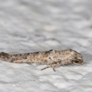 Epermenia exilis at Melba, ACT - 1 Mar 2022 11:17 PM