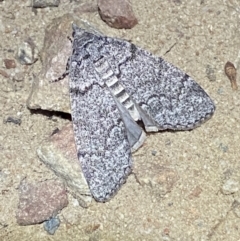 Stibaroma undescribed species (A Line-moth) at Mount Jerrabomberra QP - 11 Apr 2022 by Steve_Bok