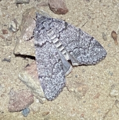 Stibaroma undescribed species (A Line-moth) at Jerrabomberra, NSW - 11 Apr 2022 by Steve_Bok