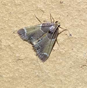 Pyralis farinalis at Jerrabomberra, NSW - 11 Apr 2022