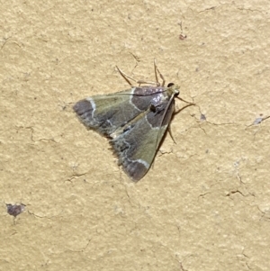 Pyralis farinalis at Jerrabomberra, NSW - 11 Apr 2022