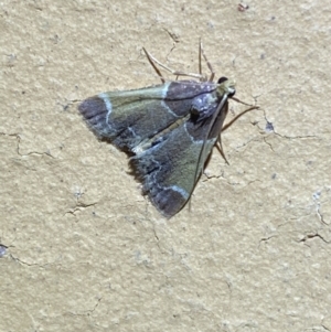 Pyralis farinalis at Jerrabomberra, NSW - 11 Apr 2022