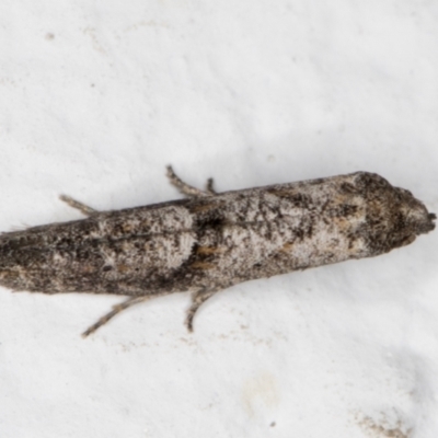 Gnathifera eurybias (A Fringe-tufted Moth) at Melba, ACT - 1 Mar 2022 by kasiaaus