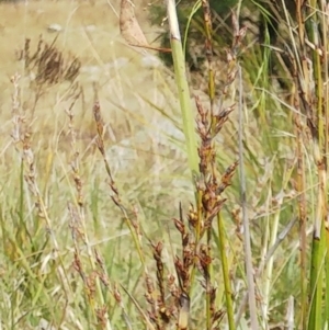 Lepidosperma laterale at Molonglo Valley, ACT - 11 Apr 2022