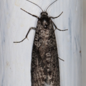 Lepidoscia adelopis, annosella and similar species at Melba, ACT - 3 Mar 2022