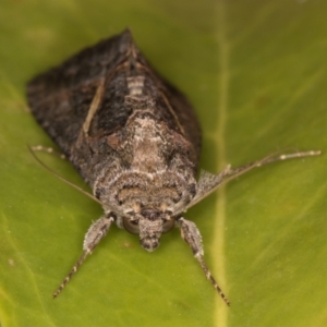 Ctenoplusia albostriata at Melba, ACT - 4 Mar 2022