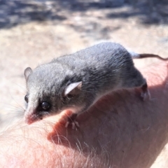 Cercartetus nanus (Eastern Pygmy Possum) at Kangaroo Valley, NSW - 11 Apr 2022 by plants