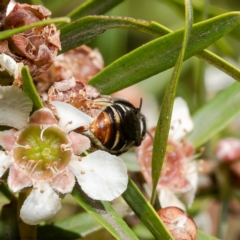 Lipotriches (Austronomia) ferricauda at Acton, ACT - 11 Apr 2022