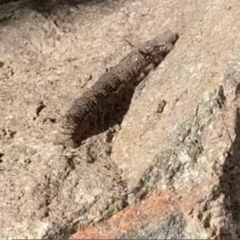 Entometa fervens (Common Gum Snout Moth) at Spence, ACT - 11 Apr 2022 by Watermilli