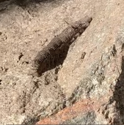 Entometa fervens (Common Gum Snout Moth) at Spence, ACT - 11 Apr 2022 by Watermilli